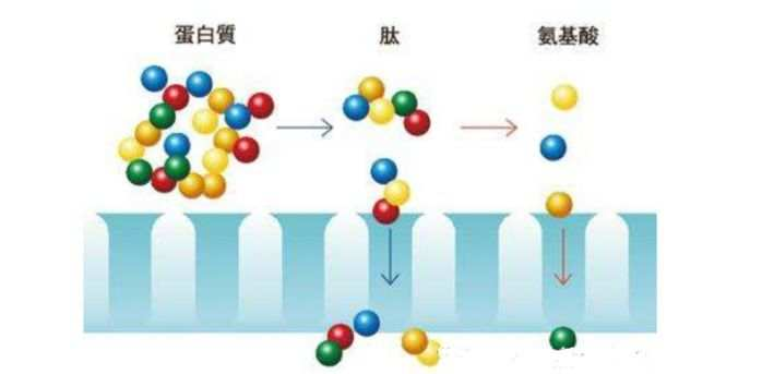 一篇大實話丨讀懂年輕五歲，速來圍觀